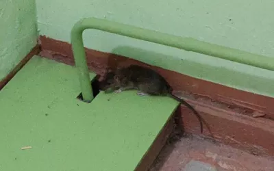 Уничтожение мышей в подъезде жилого дома дома в Москве