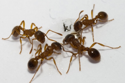 Уничтожение муравьев в Москве 