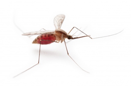 Уничтожение комаров в Москве 