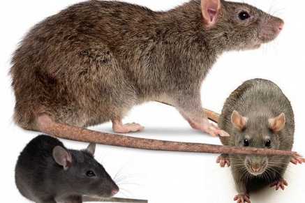 Уничтожение крыс в Москве 