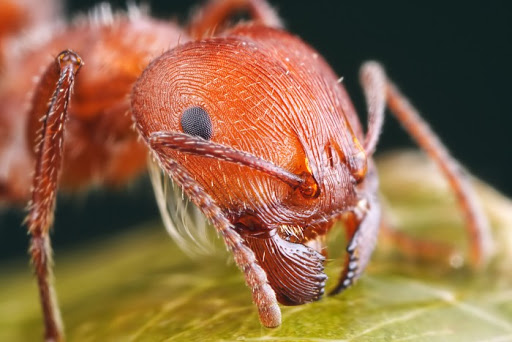 муравьи истребление